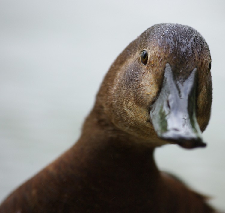 Wallpapers Animals Birds - Ducks canard dubitatif