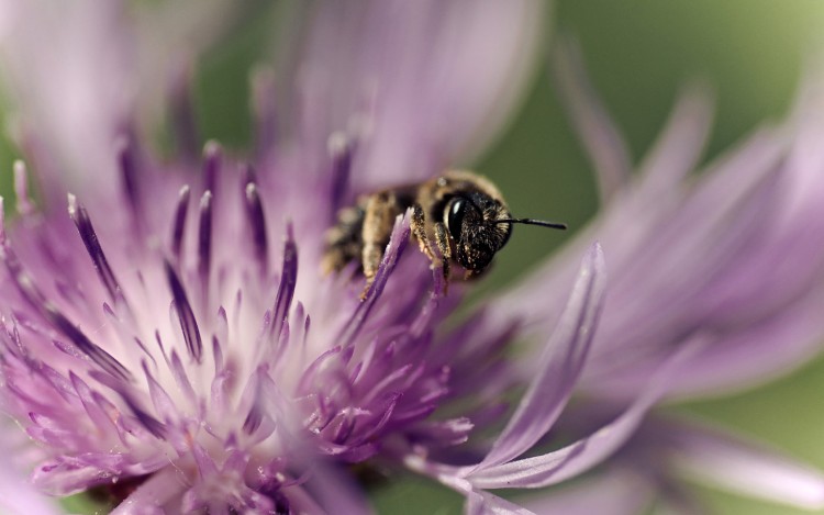 Fonds d'cran Animaux Insectes - Abeilles Gupes ... Wallpaper N246186