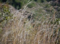 Fonds d'cran Nature feuillage