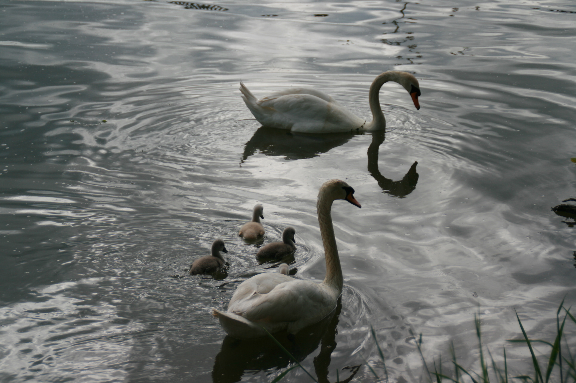 Fonds d'cran Animaux Oiseaux - Cygnes Cygnes