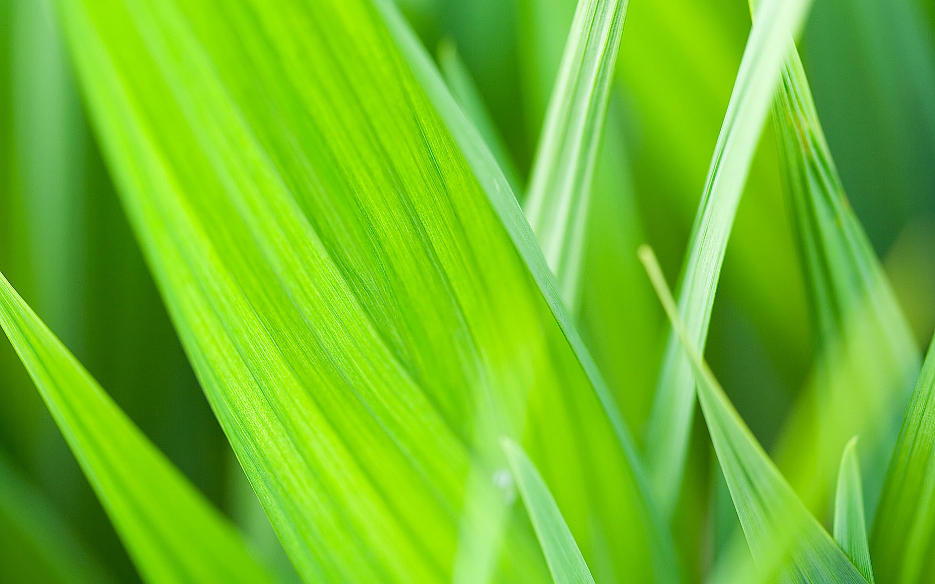 Fonds d'cran Nature Plantes - Arbustes 