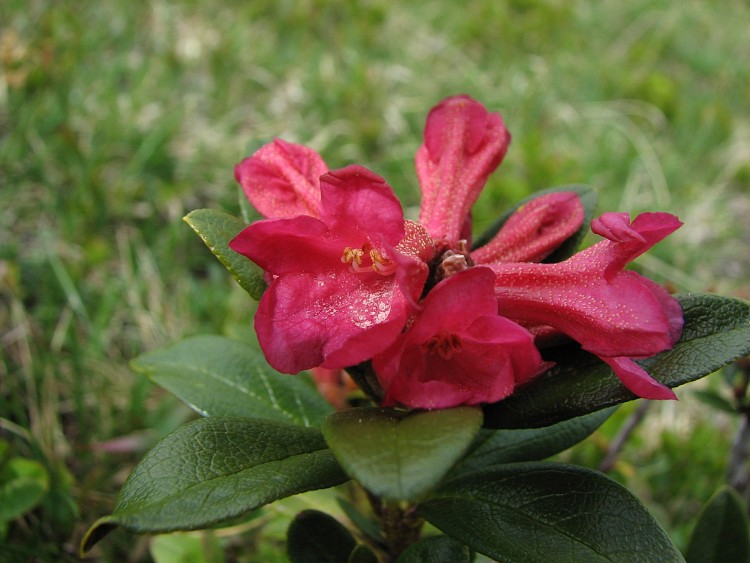 Fonds d'cran Nature Fleurs Rhododindron