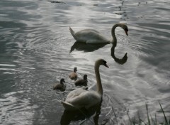 Fonds d'cran Animaux Cygnes