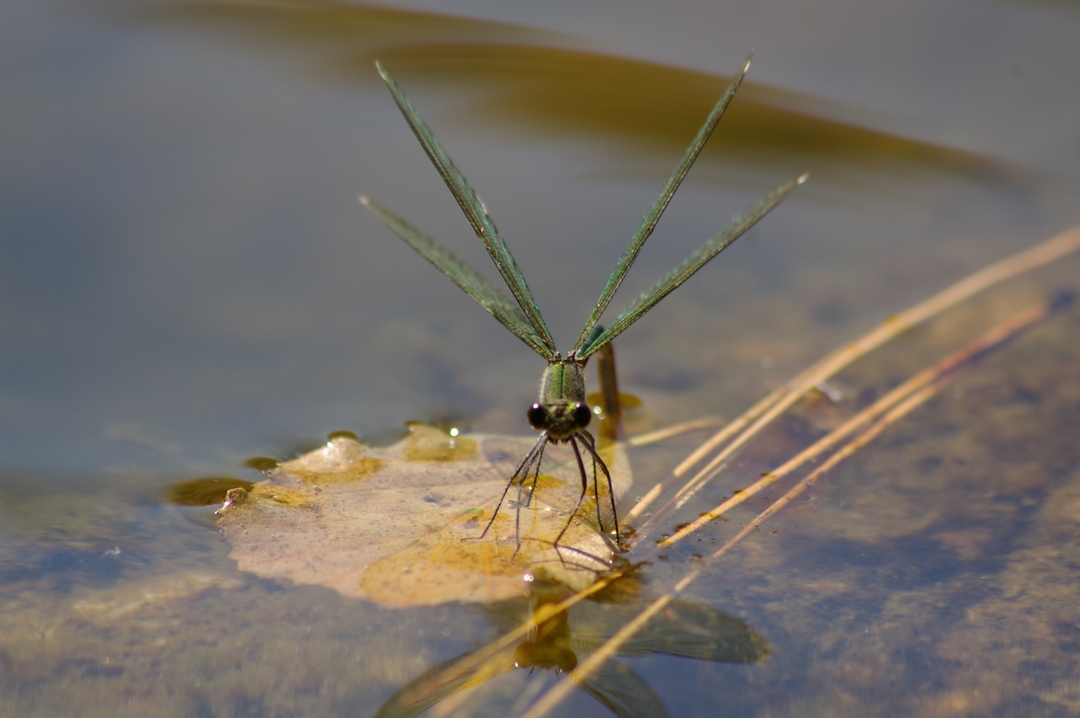 Fonds d'cran Animaux Insectes - Libellules libellules