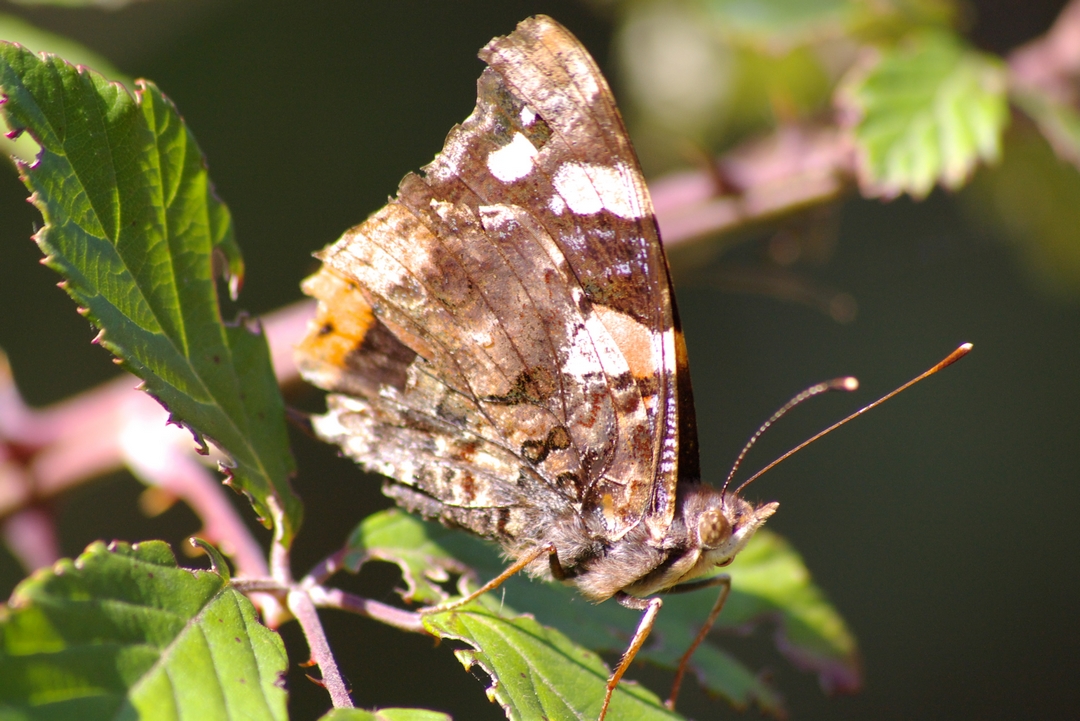 Fonds d'cran Animaux Insectes - Papillons papillon