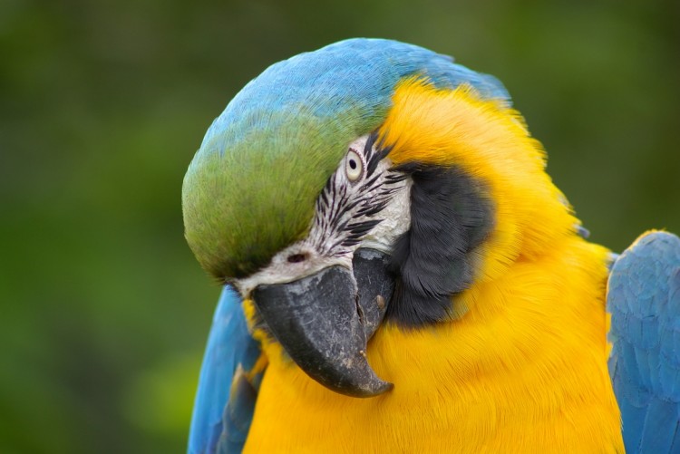 Fonds d'cran Animaux Oiseaux - Divers ara