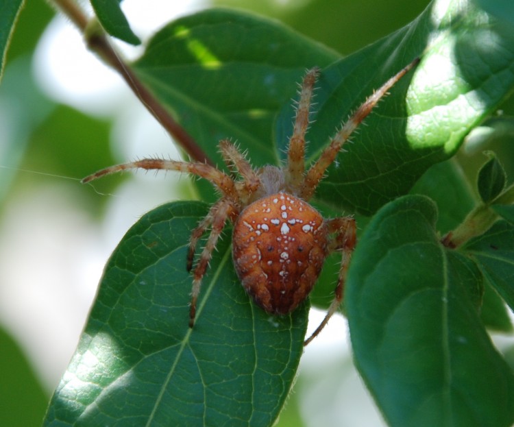 Fonds d'cran Animaux Araignes Epre porte croix