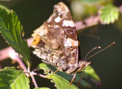 Wallpapers Animals papillon