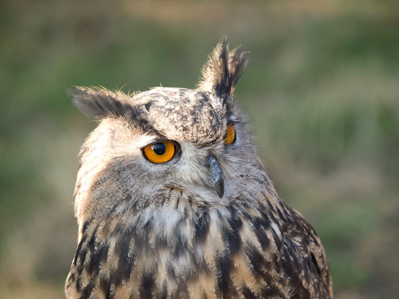 Fonds d'cran Animaux Oiseaux - Hiboux et Chouettes hibou grand duc