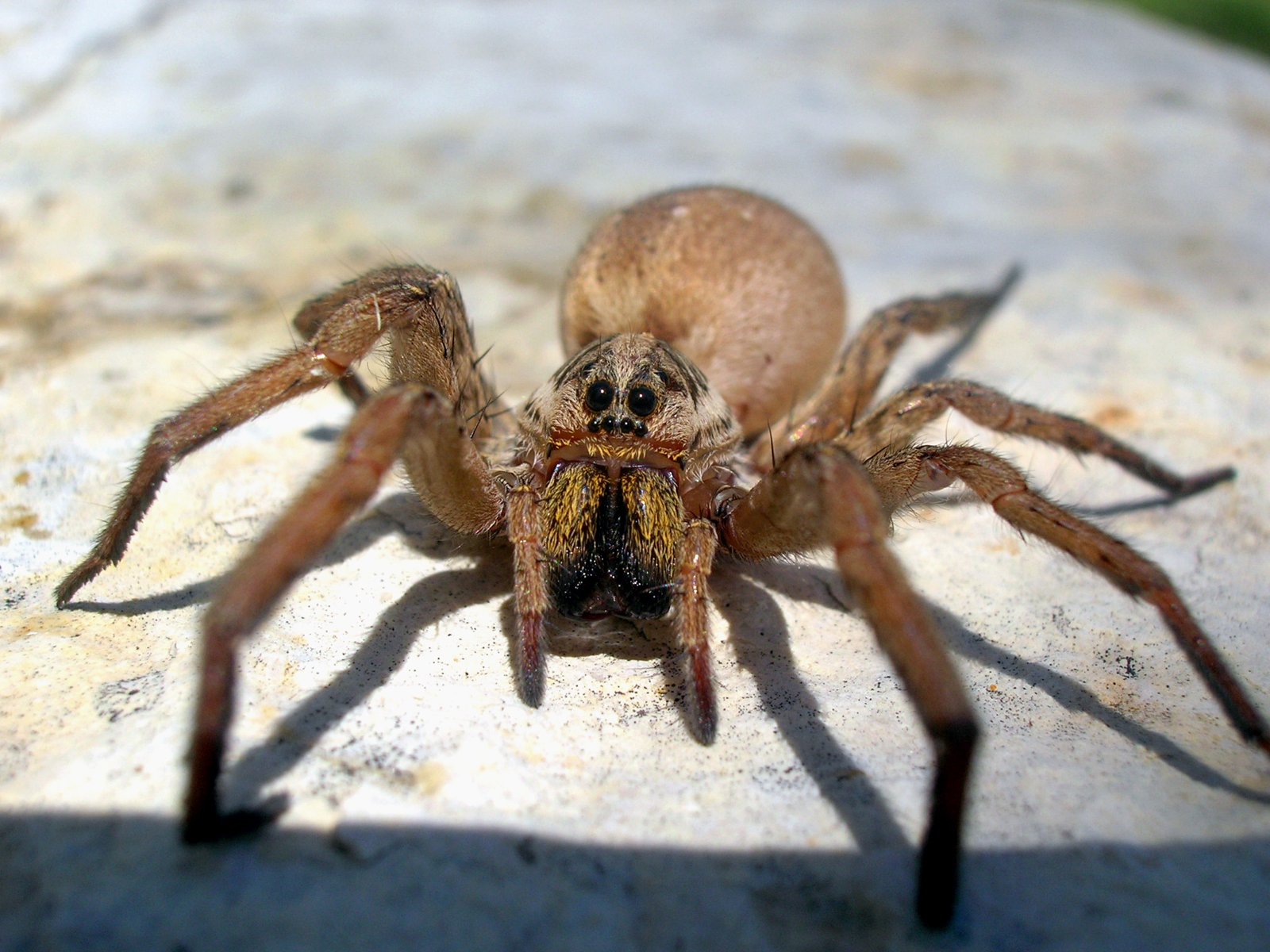 Fonds d'cran Animaux Araignes Lycose de narbonne Macro