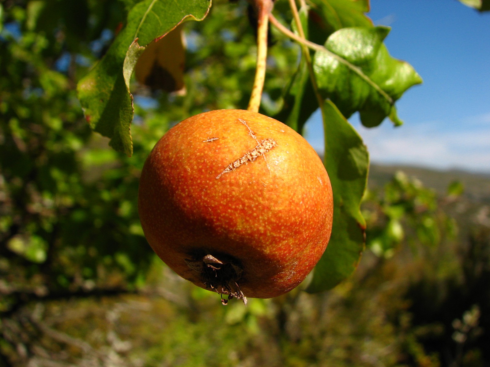 Fonds d'cran Nature Fruits poire sauvage 