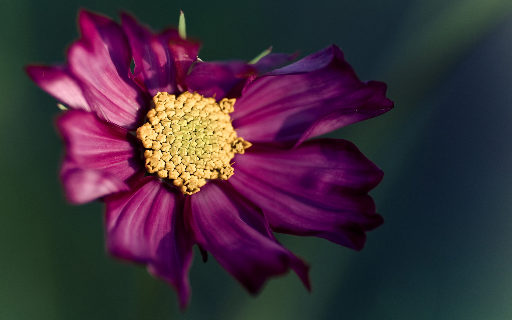 Wallpapers Nature Flowers Cosmos