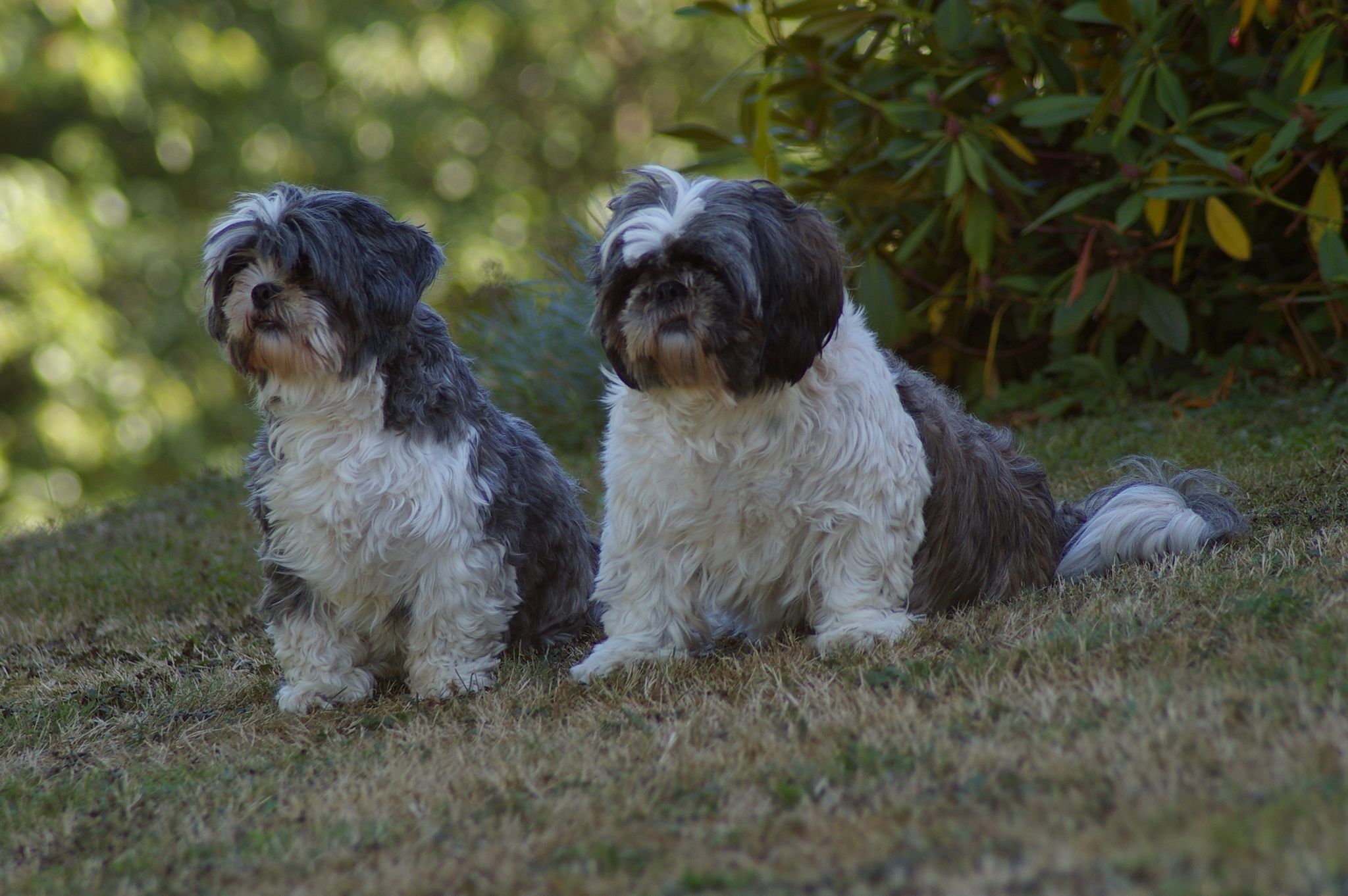 Fonds d'cran Animaux Chiens chitsu