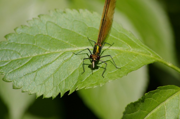 Fonds d'cran Animaux Insectes - Libellules libellule