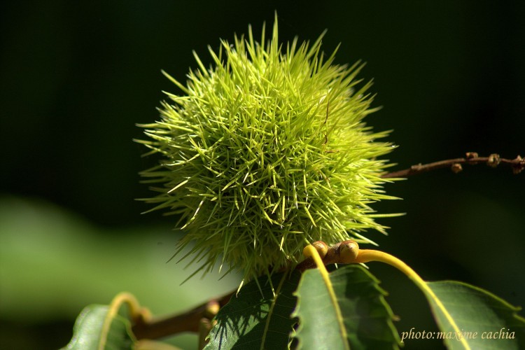 Wallpapers Nature Fruits chateigne