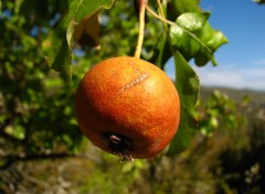 Fonds d'cran Nature poire sauvage 