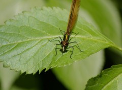 Fonds d'cran Animaux libellule