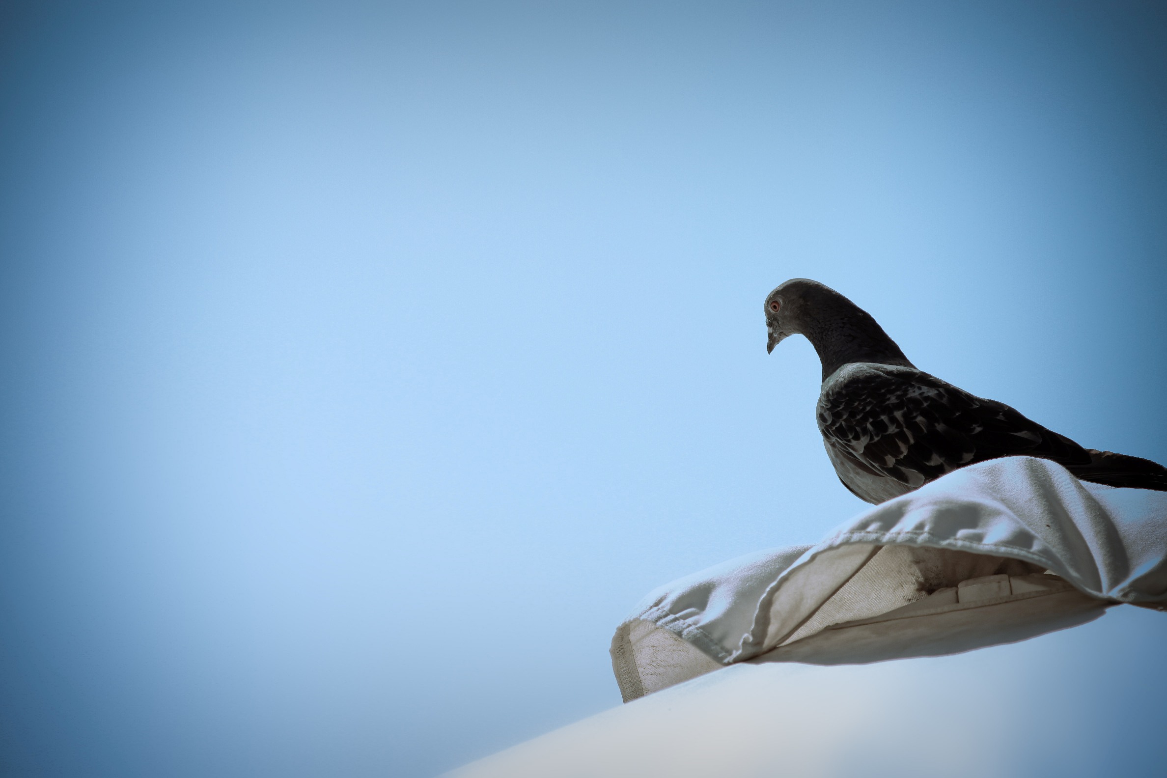 Fonds d'cran Animaux Oiseaux - Pigeons et Tourterelles Pigeons