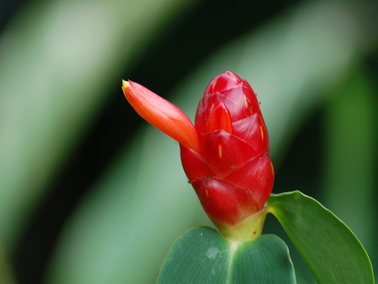 Wallpapers Nature Flowers tonnant