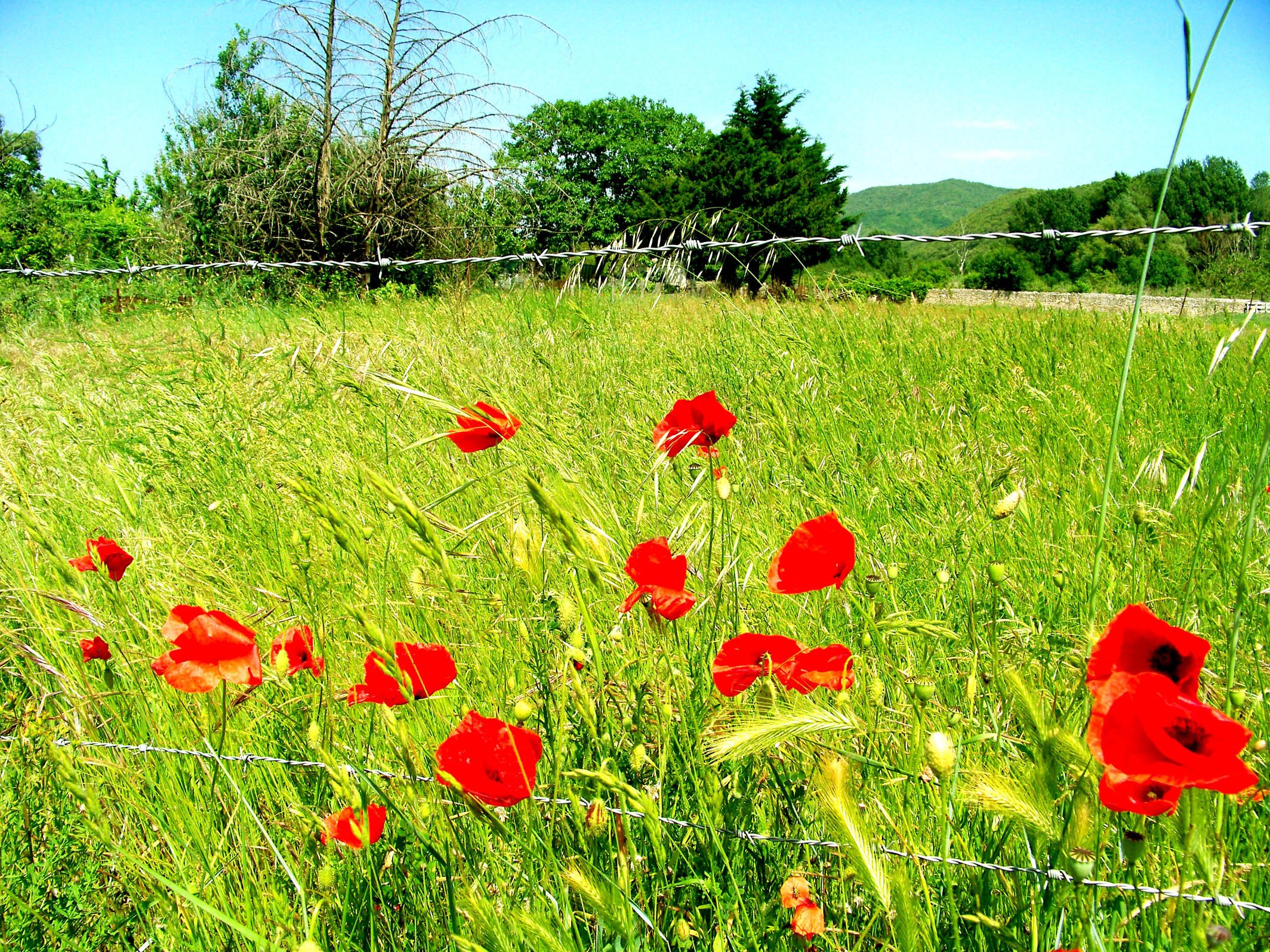 Wallpapers Nature Flowers 