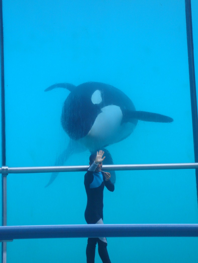 Fonds d'cran Animaux Vie marine - Orques orque  l'oeil