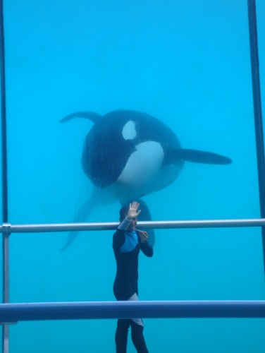 Fonds d'cran Animaux Vie marine - Orques orque  l'oeil