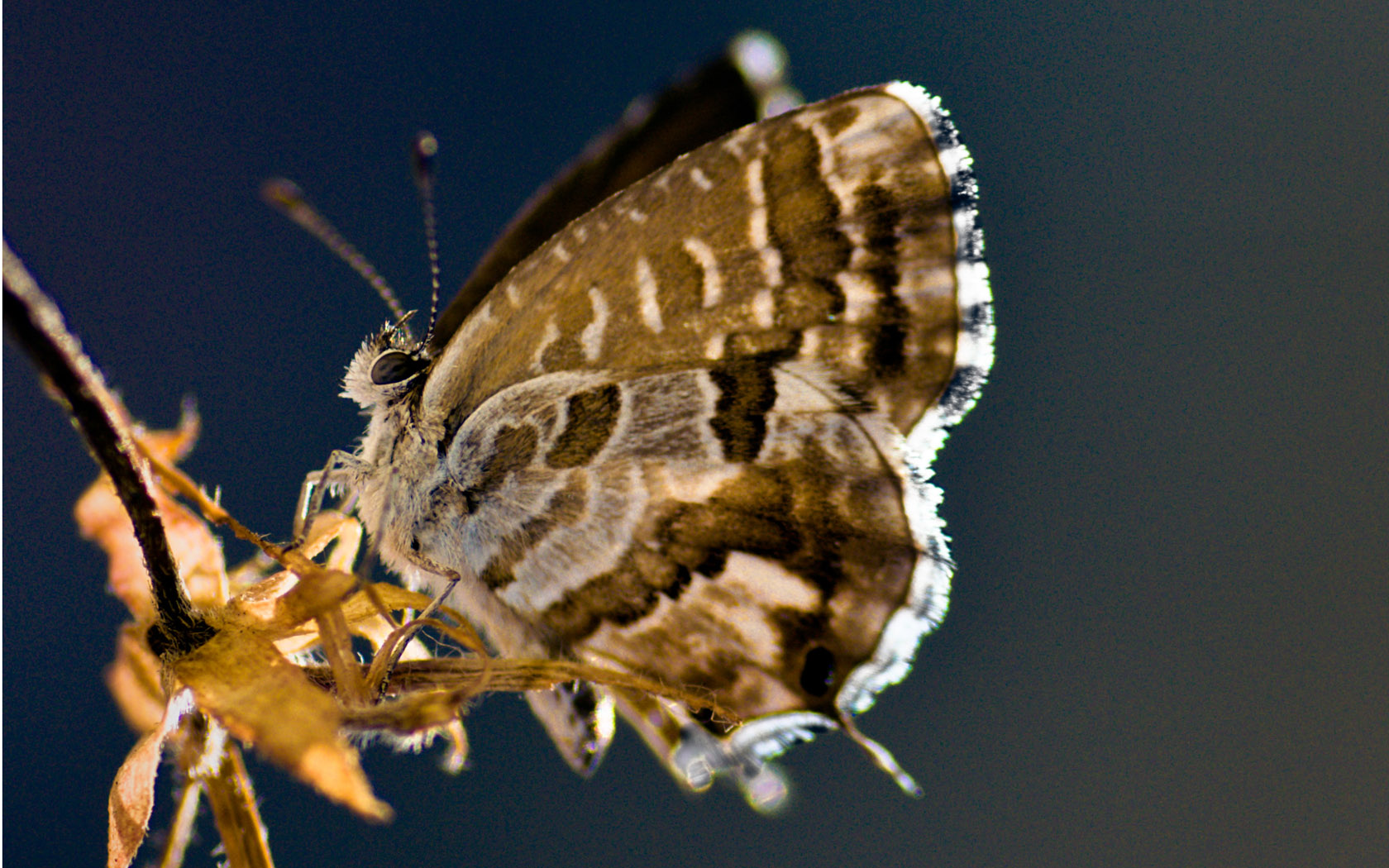 Fonds d'cran Animaux Insectes - Papillons 