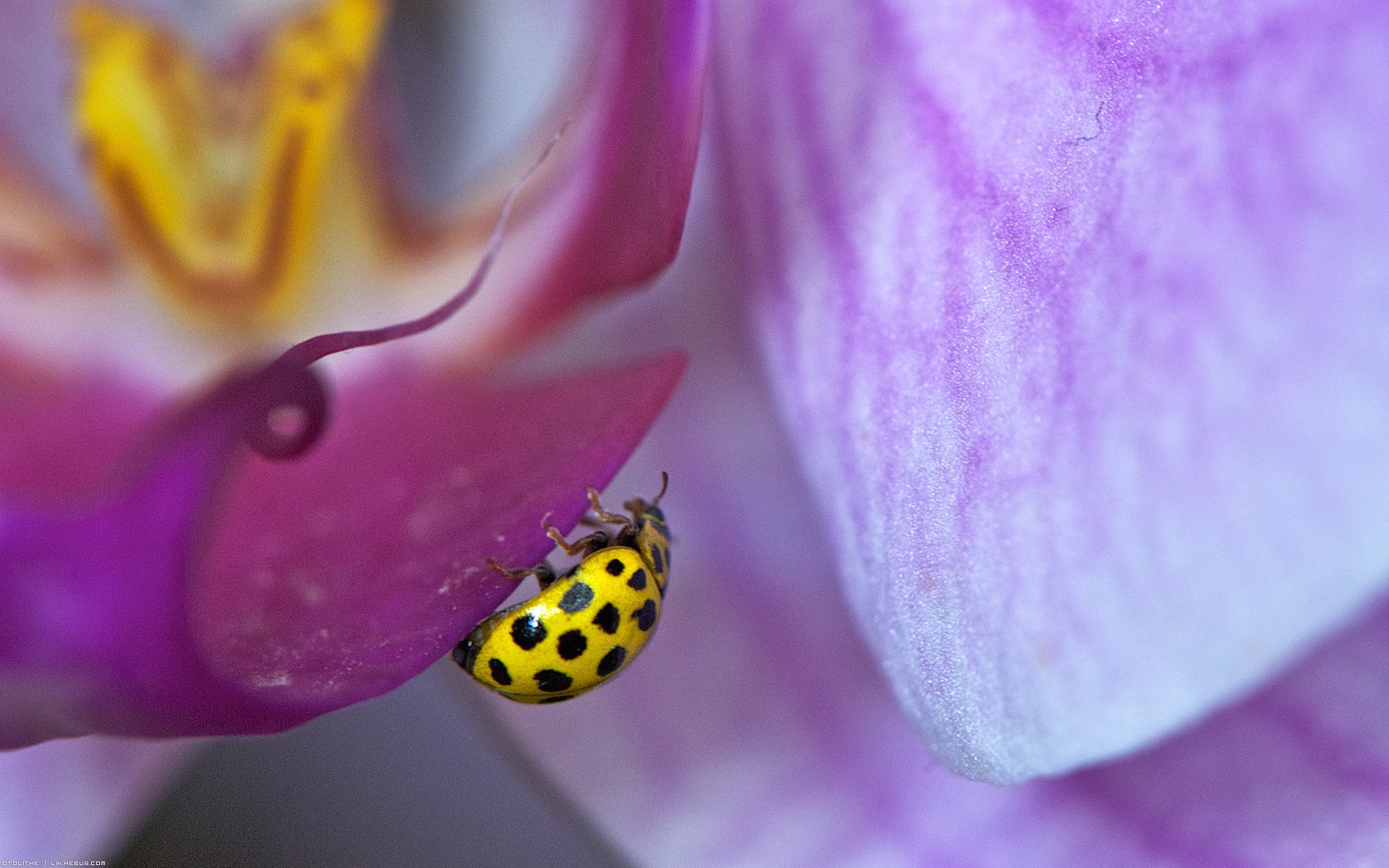 Wallpapers Animals Insects - Ladybugs Jaune et pois noirs