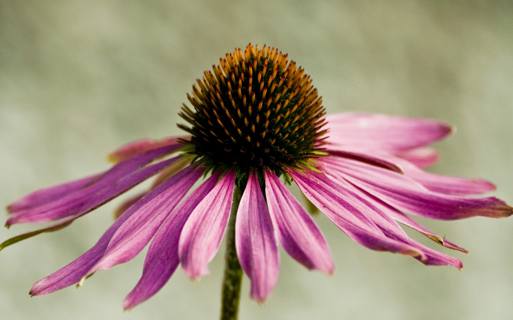 Wallpapers Nature Flowers Le parasol