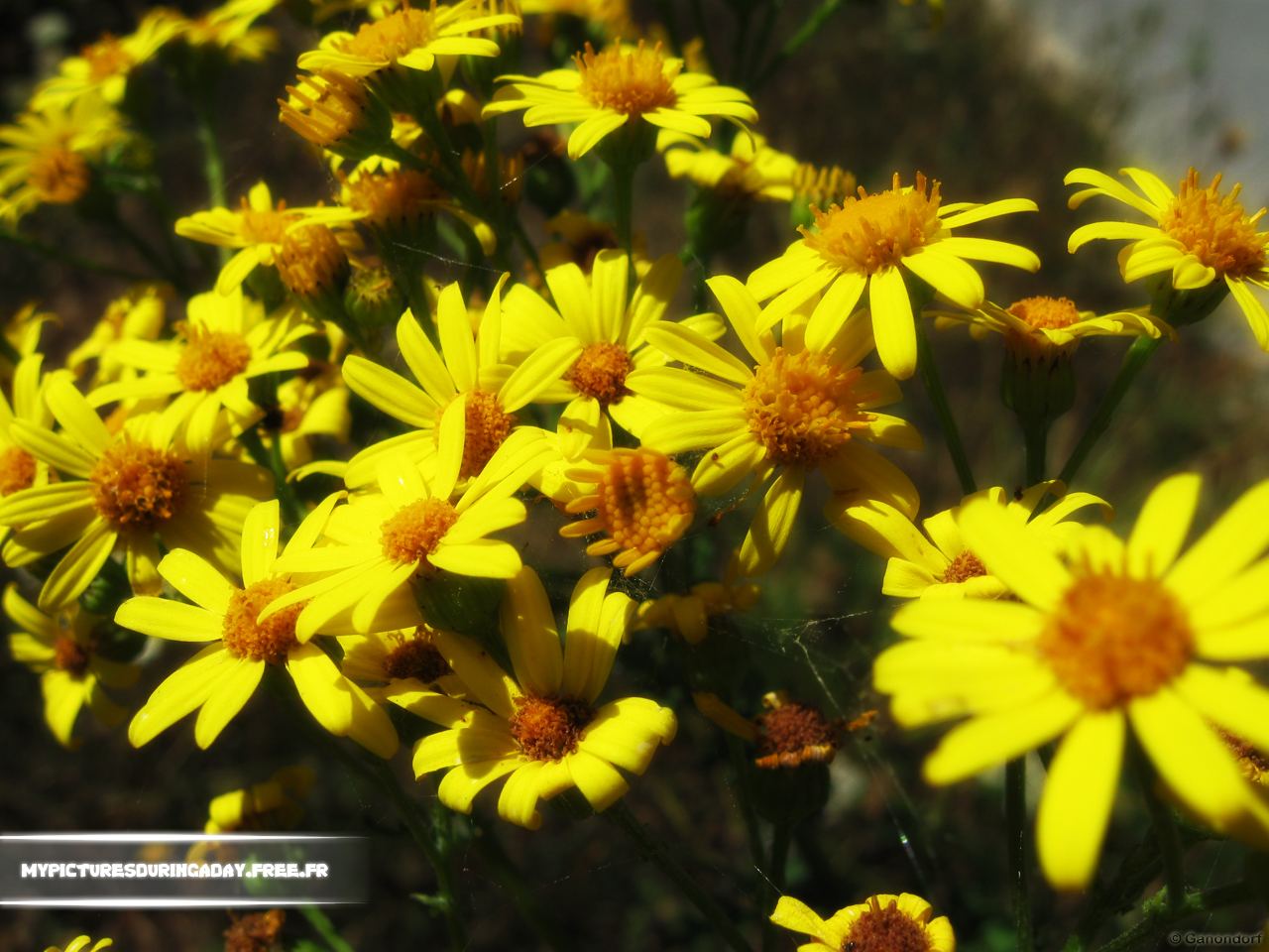 Fonds d'cran Nature Fleurs Fleurs des champs