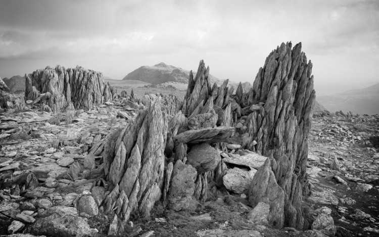 Wallpapers Nature Rocks - Stones - Sand A fleur de roche