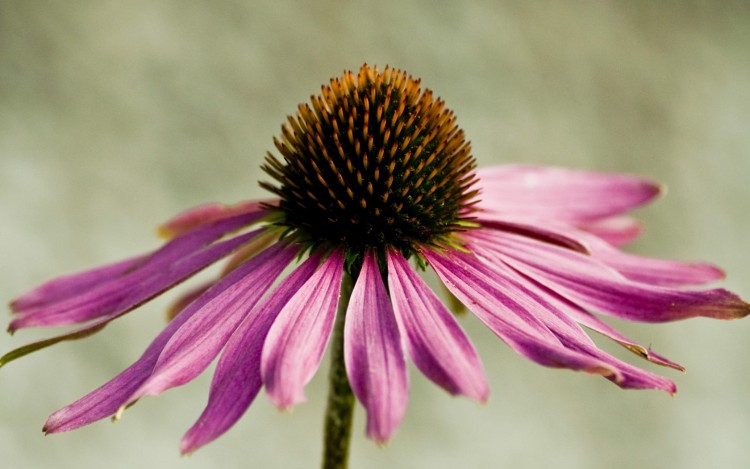 Fonds d'cran Nature Fleurs Le parasol