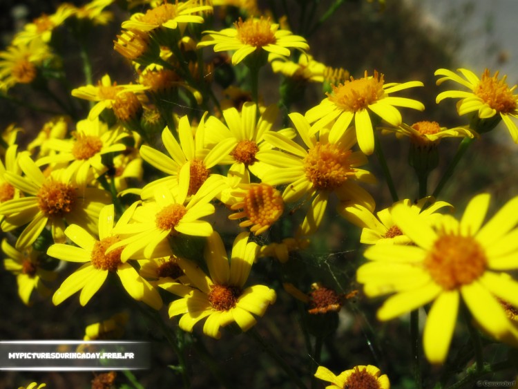 Wallpapers Nature Flowers Fleurs des champs