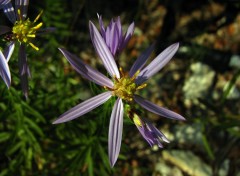 Fonds d'cran Nature Astre a feuilles d'orpin