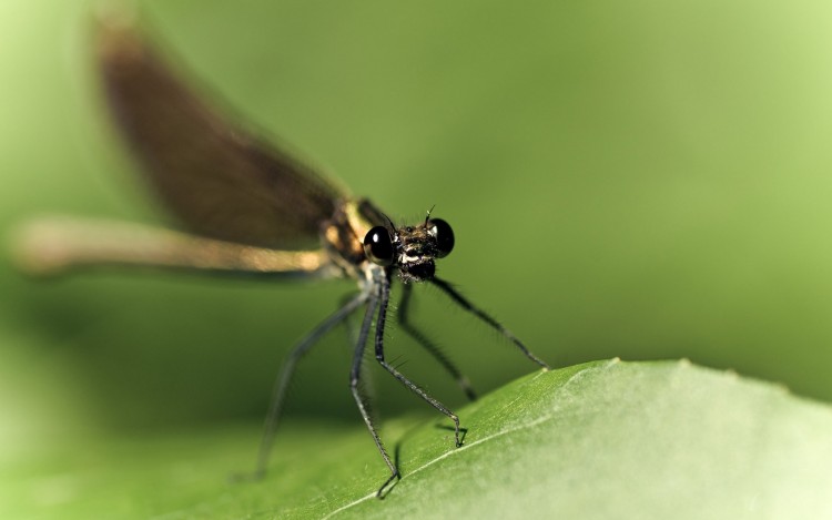 Fonds d'cran Animaux Insectes - Libellules Comme tu as de grands yeux!