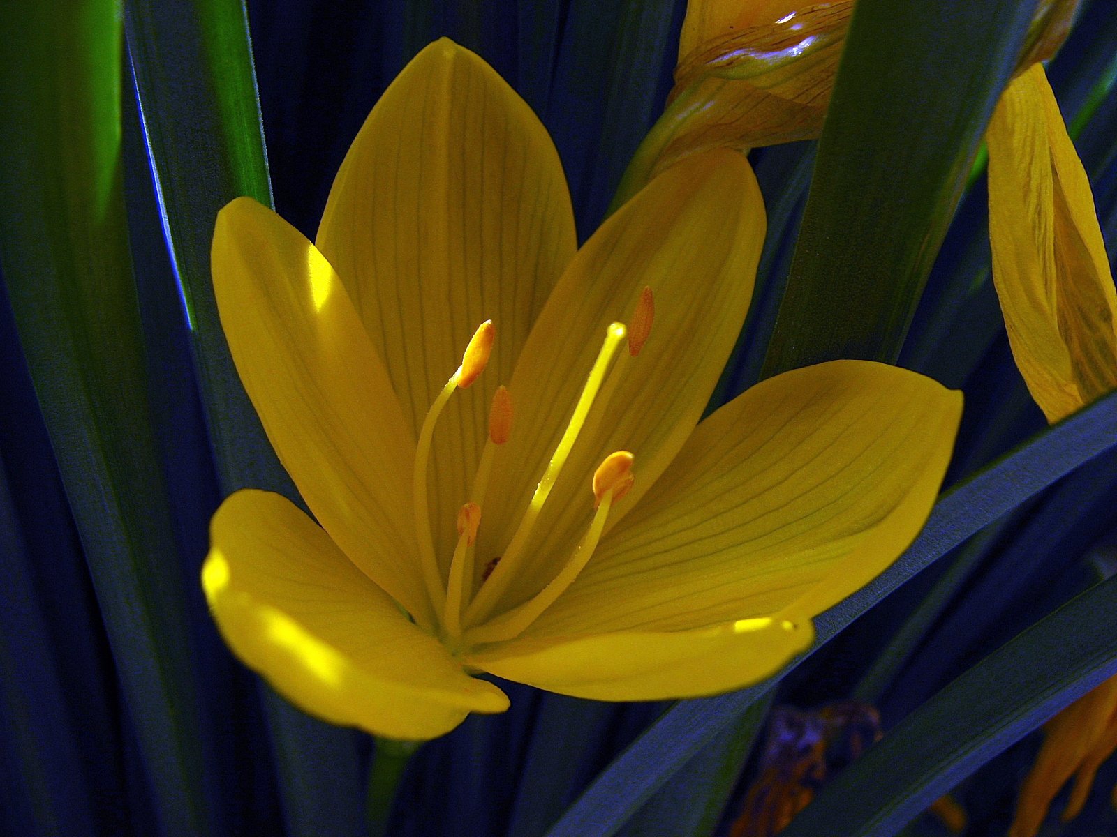 Wallpapers Nature Flowers crocus