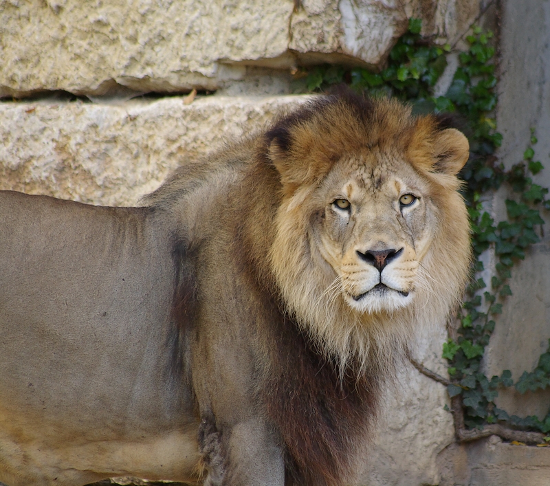 Fonds d'cran Animaux Flins - Lions lion de l'atlas