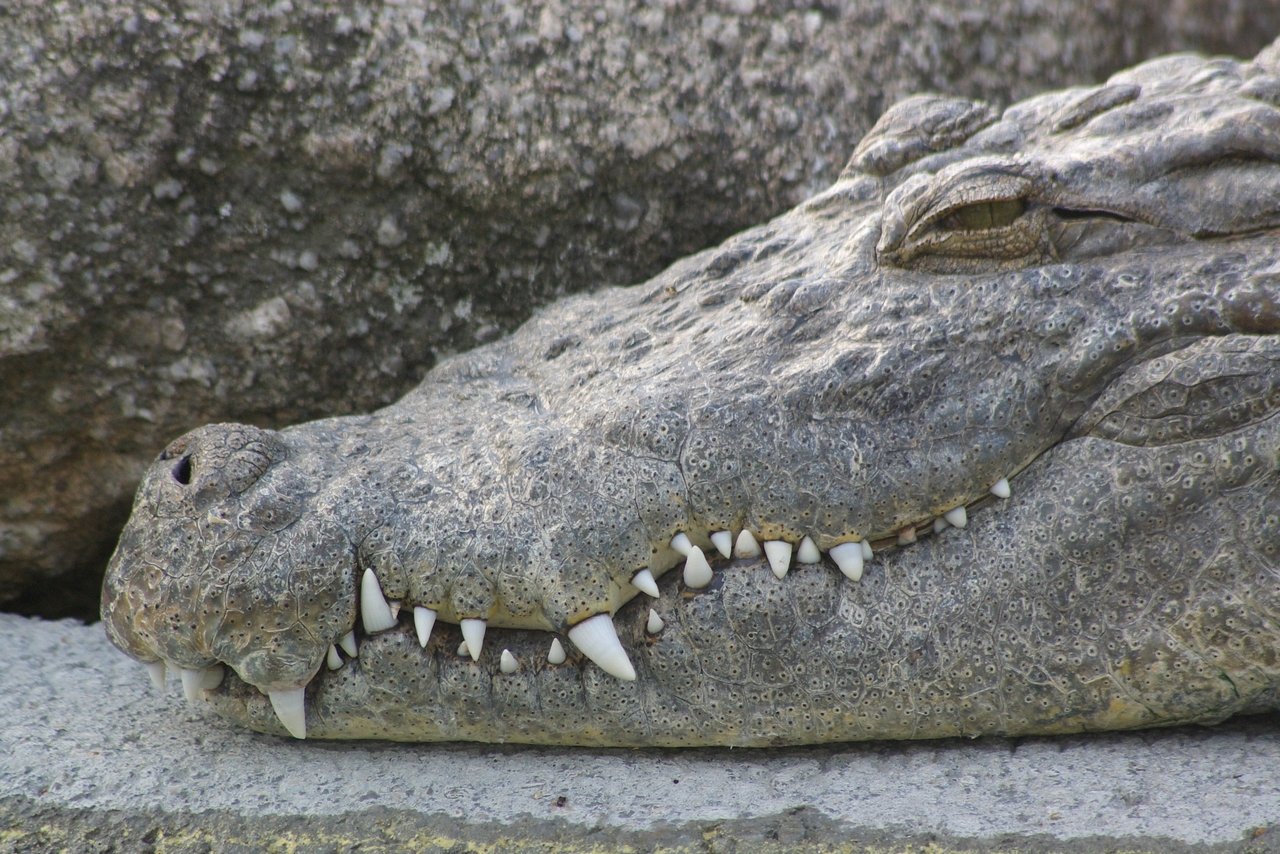 Fonds d'cran Animaux Crocodiles - Alligators - Camans 