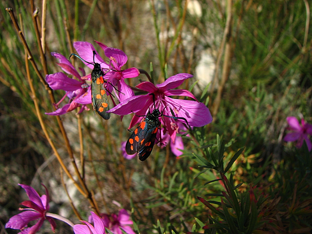 Fonds d'cran Animaux Insectes - Papillons Zygaenes sur des pilobes