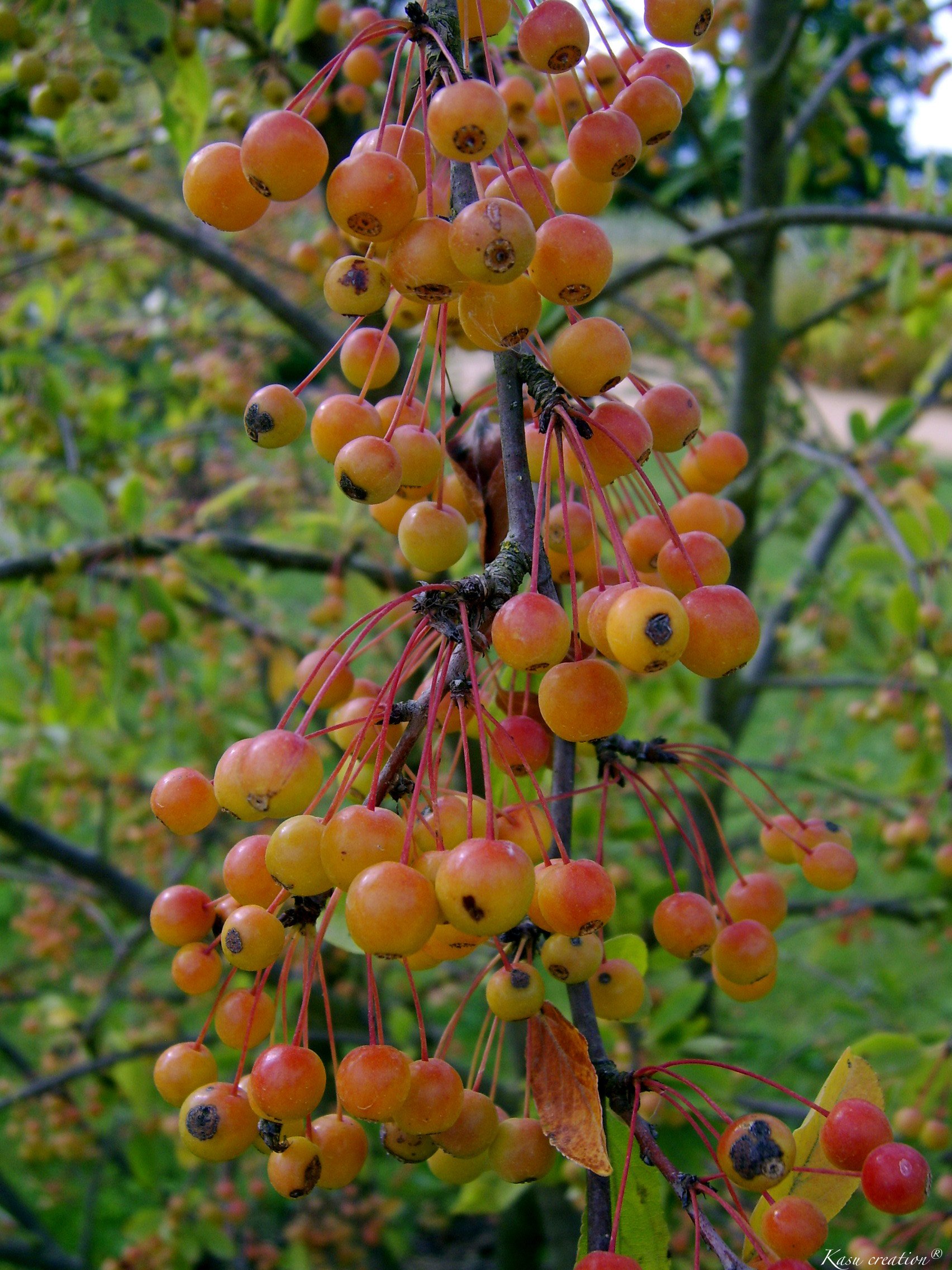 Wallpapers Nature Fruits 