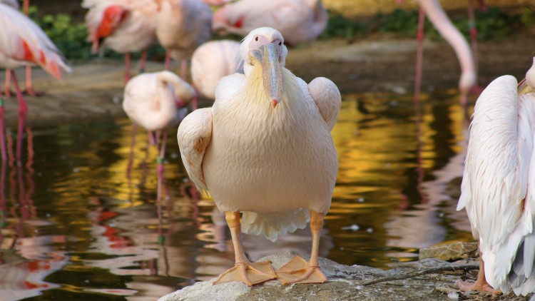 Fonds d'cran Animaux Oiseaux - Divers petit timide