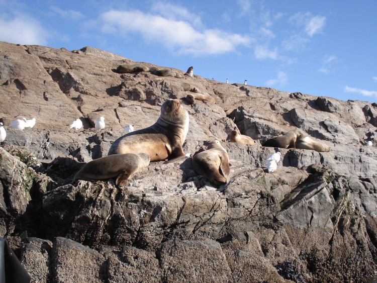 Fonds d'cran Animaux Divers Lions de Mer, Canal Beagle