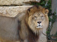 Wallpapers Animals lion de l'atlas