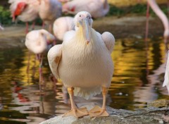 Fonds d'cran Animaux petit timide