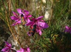 Fonds d'cran Animaux Zygaenes sur des pilobes