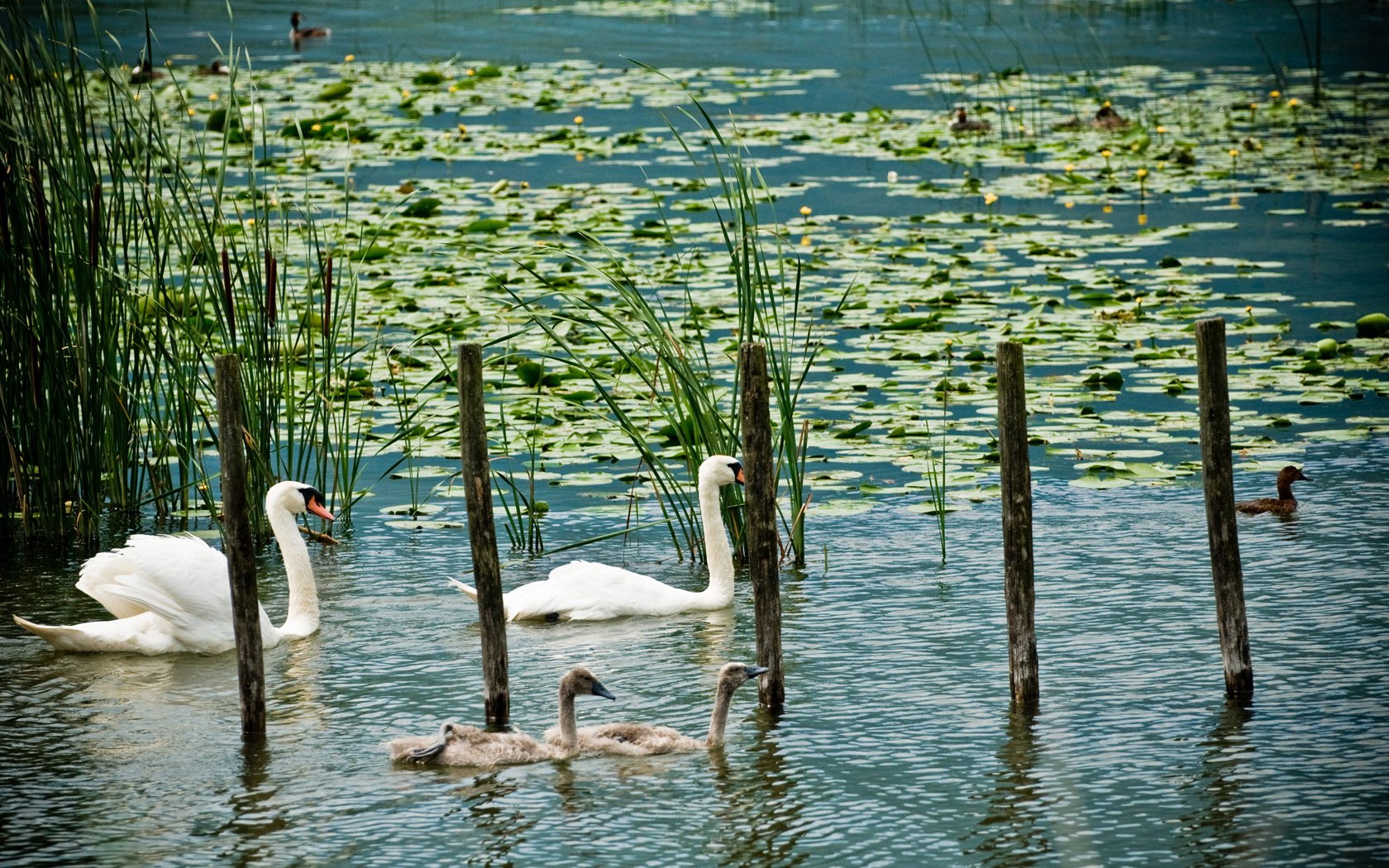 Wallpapers Animals Birds - Swans Promenade du dimanche en famille