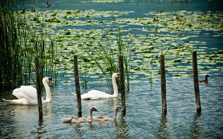 Fonds d'cran Animaux Oiseaux - Cygnes Promenade du dimanche en famille