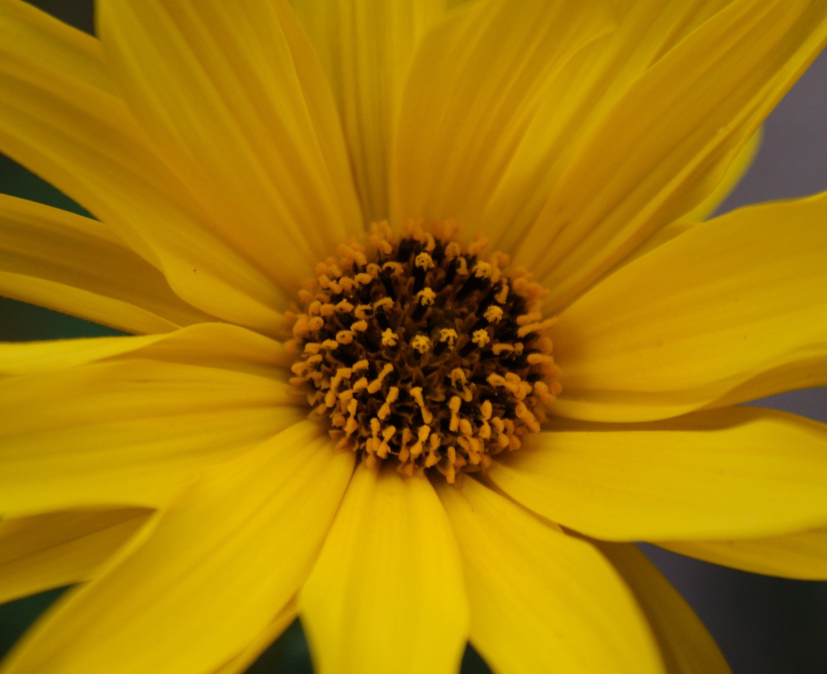 Fonds d'cran Nature Fleurs 