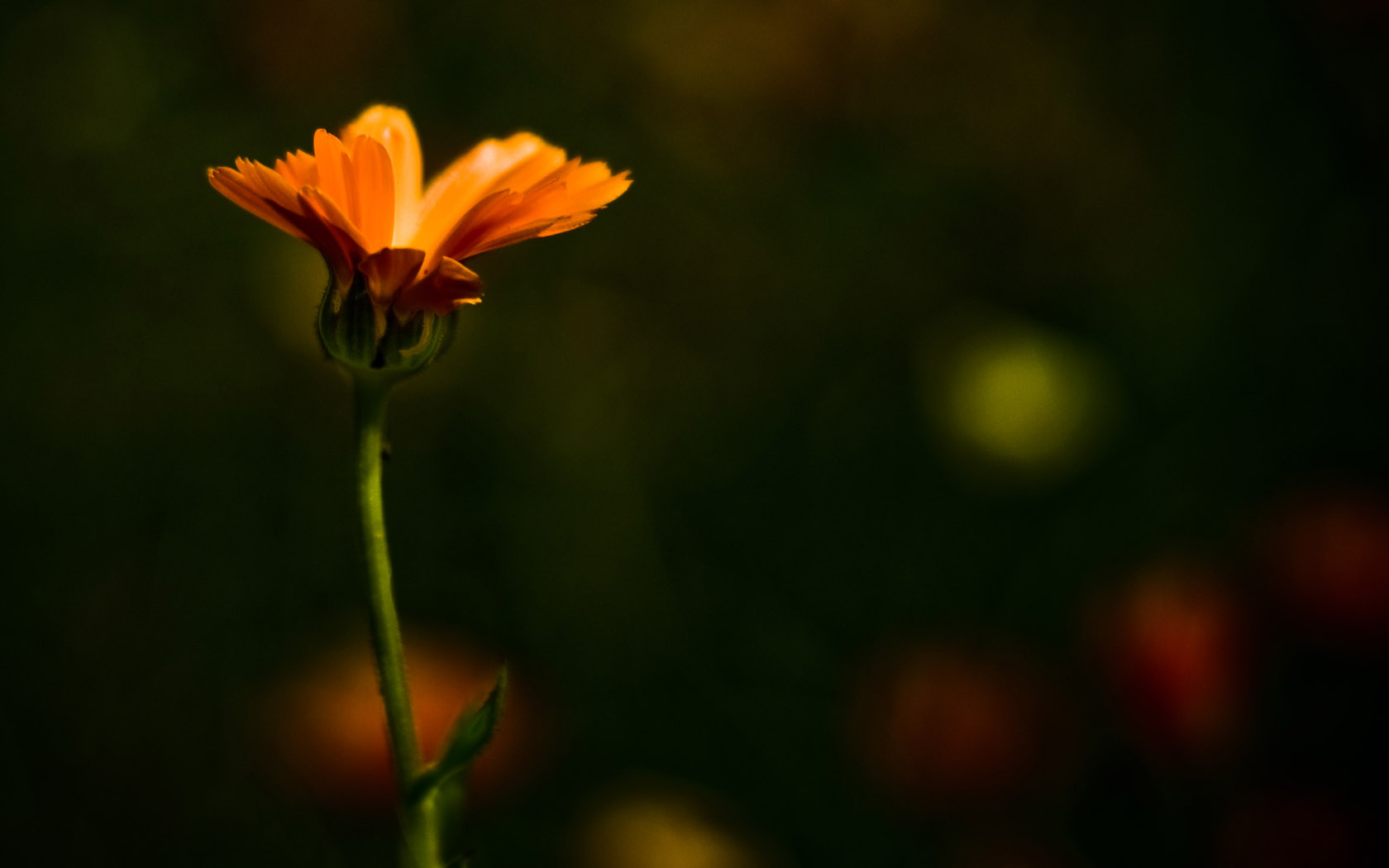 Fonds d'cran Nature Fleurs 