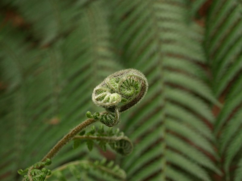 Fonds d'cran Nature Feuilles - Feuillages 